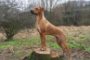 Toffee1