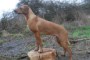 Toffee4