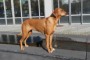 Toffee