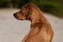 Toffee