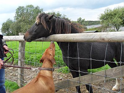 Welpentreffen