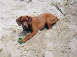 Alelas Jugend