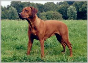 trchtige Alela (B-Wurf)