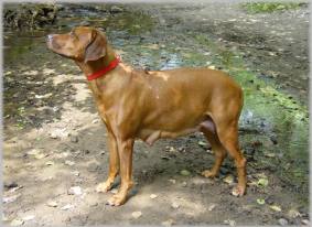 trchtige Alela (B-Wurf)