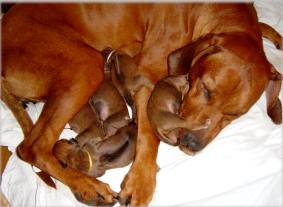 B-Wurf vom 07.08.2003