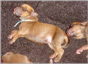 B-Wurf vom 07.08.2003