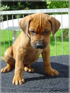 Haiba Kaisoon Best Wheaten Boaz