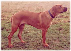 Haiba Kaisoon Best Wheaten Boaz
