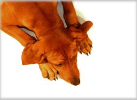 Haiba Kaisoon Brightness Of A Sunray