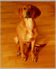 Haiba Kaisoon Brightness Of A Sunray