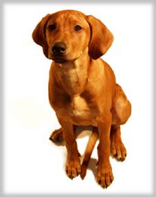 Haiba Kaisoon Brightness Of A Sunray