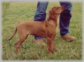 Haiba Kaisoon Brightness Of A Sunray