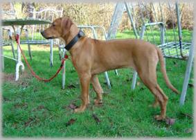 Haiba Kaisoon Brightness Of A Sunray