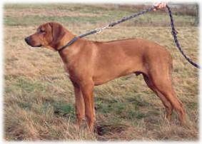 Haiba Kaisoon Buliwyf