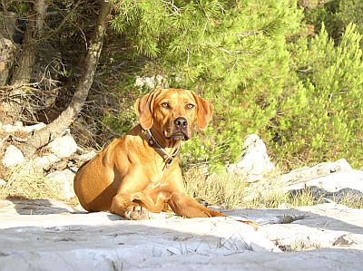 Haiba Kaisoon Chianga