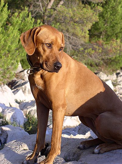 Haiba Kaisoon Chianga