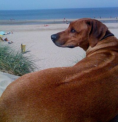 Haiba Kaisoon Brightness Of A Sunray