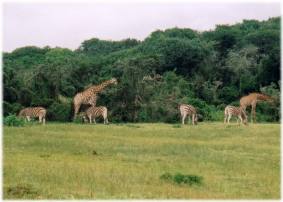 S�dafrika 2004