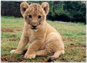 S�dafrika 2004