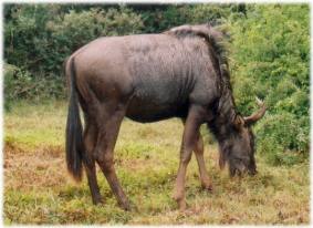 S�dafrika 2004