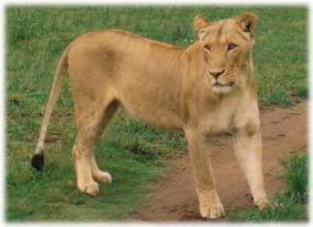S�dafrika 2004