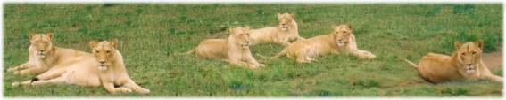 S�dafrika 2004
