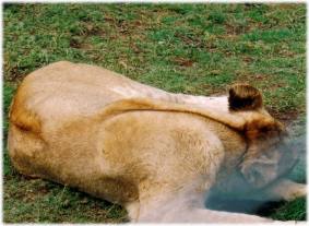 S�dafrika 2004
