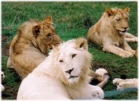 S�dafrika 2004