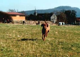 Zuchthündin CH. Haiba Kaisoon A Sun Beams Gentle